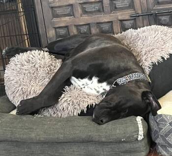 Cane Corso Dogs Available for Adoption in Longmont, Colorado - Meatloaf | PetCurious