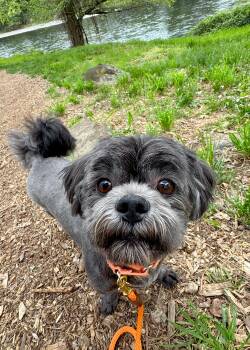 Shih Tzu Dogs Available for Adoption in Malibu, California - Kiko | PetCurious