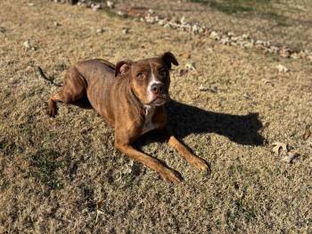 SOPHIE -  Boxer and Mixed Breed Dog for Adoption in Grovetown, Georgia - SOPHIE | PetCurious