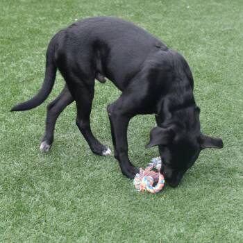 Kovu -  Black Labrador Retriever Dog for Adoption in Ottawa, Kansas - Kovu | PetCurious