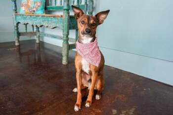 Chihuahua and Rat Terrier Dogs Available for Adoption - Tito | PetCurious