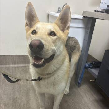Chief -  German Shepherd Dog Dog for Adoption in Pasadena, California - Chief | PetCurious