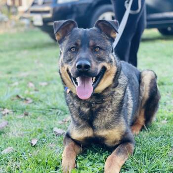 Rescue German Shepherd Dog and Rottweiler Dogs for Adoption in Lynchburg, Virginia - Dax | PetCurious