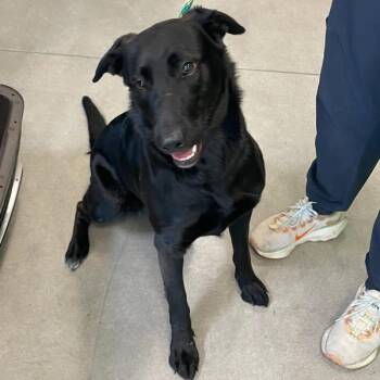 Labrador Retriever Dogs Available for Adoption in Des Moines, Iowa - Wendy | PetCurious