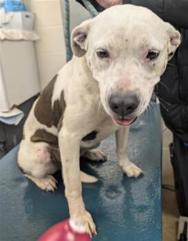 American Bulldog and Mixed Breed Dogs Available for Adoption - LULU | PetCurious