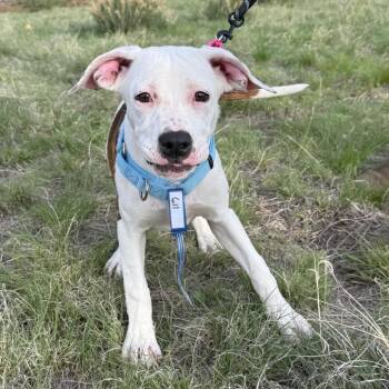 Boxer and Mixed Breed Dogs Available for Adoption in Parker, Colorado - 611 (2026) Wren | PetCurious