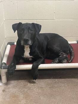 Tater Tot -  Mixed Breed and Black Labrador Retriever Dog for Adoption in Pomeroy, Ohio - Tater Tot | PetCurious