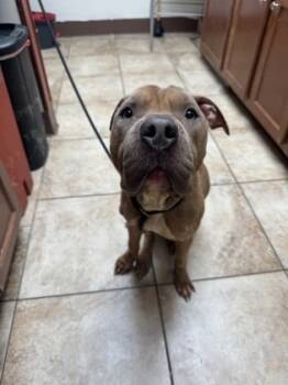 Rescue Mixed Breed Dogs for Adoption in Cincinnati, Ohio - Ghoulburn | PetCurious