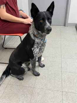 Rescue Cattle Dog Dogs for Adoption in Sorrento, Louisiana - Langley | PetCurious