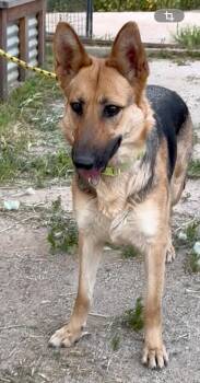 German Shepherd Dog Dogs Available for Adoption - Bonnie | PetCurious