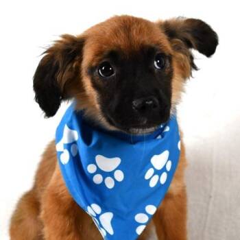 Spaniel Dogs Available for Adoption in Johnson City, Tennessee - King Arthur | PetCurious