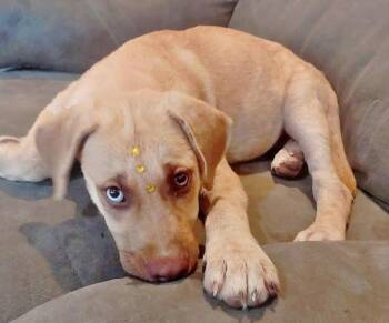 Ramsey -  Mixed Breed and Labrador Retriever Dog for Adoption in Naranjito, Naranjito - Ramsey | PetCurious