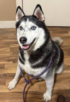 Zeac -  Husky Dog for Adoption in Baldwin, Michigan - Zeac | PetCurious