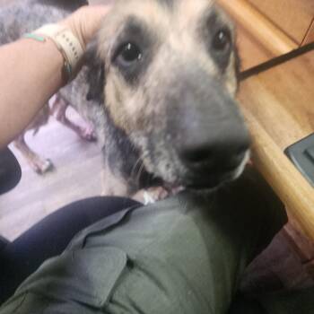 Chupi (Shenzi) -  German Shepherd Dog Dog for Adoption in Evensville, Tennessee - Chupi (Shenzi) | PetCurious