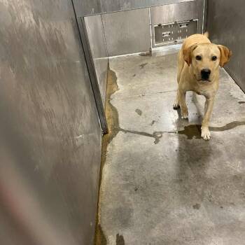 Rescue Labrador Retriever Dogs for Adoption in Hannibal, Missouri - The Wingstop | PetCurious