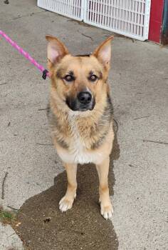 German Shepherd Dog Dogs Available for Adoption in New Lexington, Ohio - Noah #85 | PetCurious