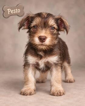 Pesto -  Miniature Schnauzer Dog for Adoption in Miami, Florida - Pesto | PetCurious