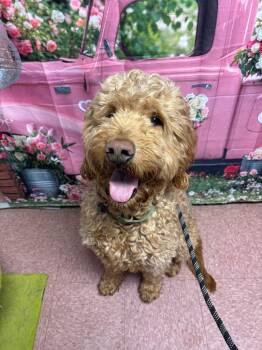 Golden Retriever and Poodle Dogs Available for Adoption - Max | PetCurious