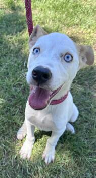 ODIN -  Catahoula Leopard Dog Dog for Adoption in Houston, Texas - ODIN | PetCurious