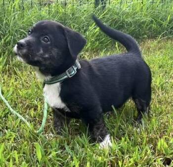 Barry Manugrow -  Hound and Labrador Retriever Dog for Adoption in Malvern, Pennsylvania - Barry Manugrow | PetCurious