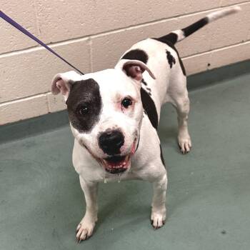 Axel -  Mixed Breed Dog for Adoption in Memphis, Tennessee - Axel | PetCurious
