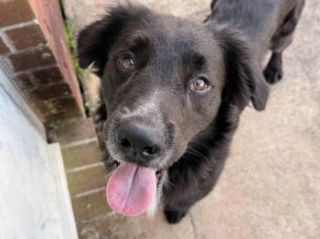 Flat Coated Retriever Dogs Available for Adoption - Sky | PetCurious