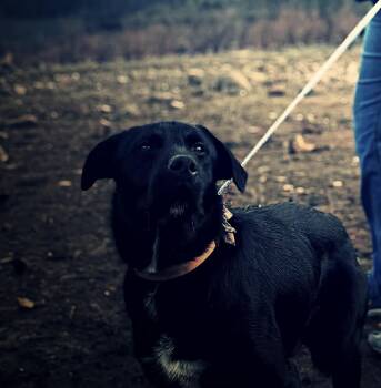 Wire Fox Terrier Dogs Available for Adoption - Bruno | PetCurious