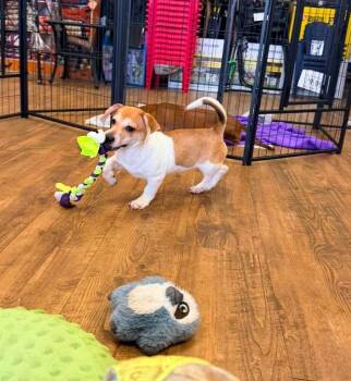 Beans -  Jack Russell Terrier Dog for Adoption in Troy, Alabama - Beans | PetCurious