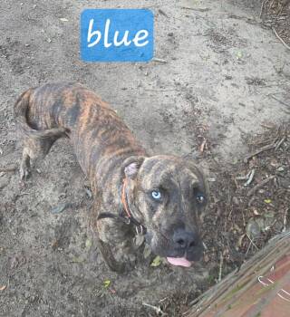 Blue -  Mixed Breed Dog for Adoption in Douglas, Massachusetts - Blue | PetCurious