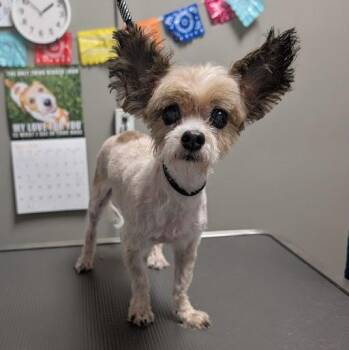 Yorkshire Terrier and Mixed Breed Dogs Available for Adoption in Las Vegas, Nevada - JETHRO | PetCurious