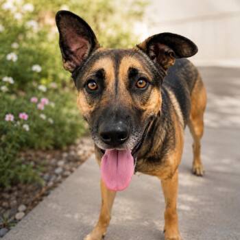 JAX GS -  German Shepherd Dog Dog for Adoption in Lucas, Texas - JAX GS | PetCurious