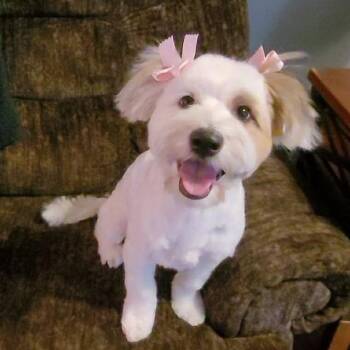 Paloma  COMING SOON -  Shih Tzu and Coton De Tulear Dog for Adoption in Loves Park, Illinois - Paloma  COMING SOON | PetCurious