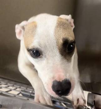 American Staffordshire Terrier Dogs Available for Adoption in Fort Lauderdale, Florida - NENE | PetCurious