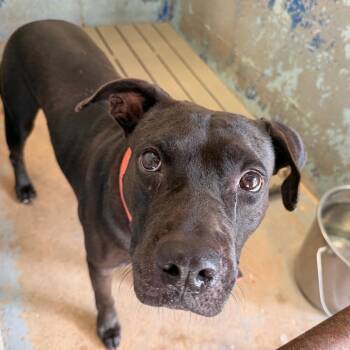 Pantera -  Shepherd Dog for Adoption in Edinburg, Texas - Pantera | PetCurious