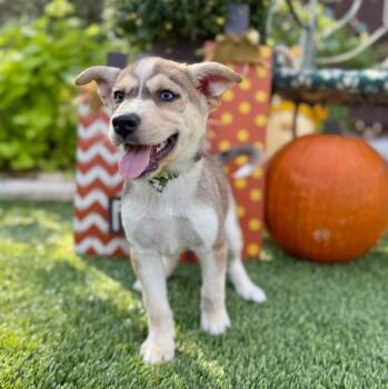 Ember -  Siberian Husky Dog for Adoption in Fairfield, Connecticut - Ember | PetCurious