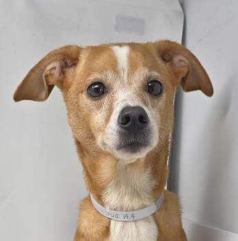 Larkspur -  Chiweenie Dog for Adoption in Newport, Tennessee - Larkspur | PetCurious