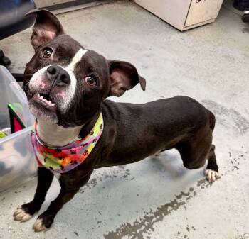 Rescue Pit Bull Terrier Dogs for Adoption in Eagle, Idaho - Ichabod **Courtesy Post. Out Of Town Pet. See Below For Details* | PetCurious