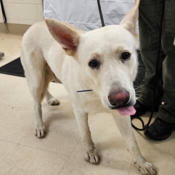 Ranger -  Mixed Breed and White German Shepherd Dog for Adoption in Lake Panasoffkee, Florida - Ranger | PetCurious