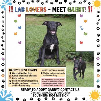 Gabby -  Black Labrador Retriever Dog for Adoption in Enterprise, Alabama - Gabby | PetCurious