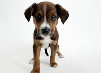 KING -  Terrier Dog for Adoption in Brentwood, Missouri - KING | PetCurious