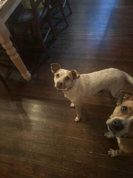 Lucy -  Australian Cattle Dog Blue Heeler Dog for Adoption in Thorndale, Texas - Lucy | PetCurious