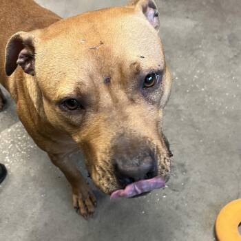 Terrier Dogs Available for Adoption - Zeus | PetCurious