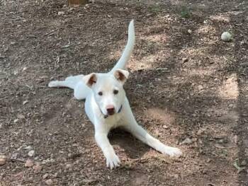 Yellow Labrador Retriever Dogs Available for Adoption in Newnan, Georgia - Chance | PetCurious