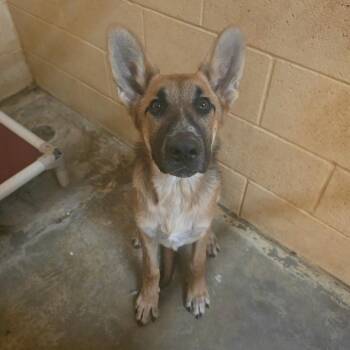 Duke -  Mixed Breed and Shepherd Dog for Adoption in Corinth, Mississippi - Duke | PetCurious