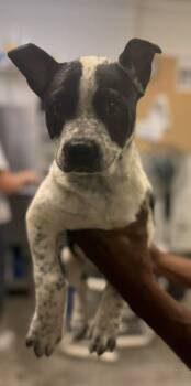Rescue Australian Cattle Dog Blue Heeler and Mixed Breed Dogs for Adoption in Bowling Green, Kentucky - Kodie | PetCurious