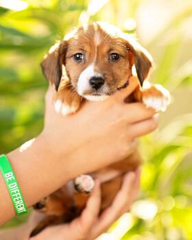 Dachshund Dogs Available for Adoption - Tessa | PetCurious