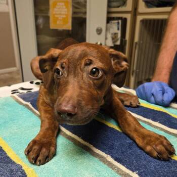 Hazlenut -  Terrier Dog for Adoption in Dallas, Texas - Hazlenut | PetCurious
