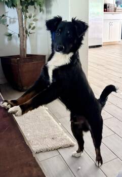 Australian Shepherd Dogs Available for Adoption in Shepherd, Texas - Sweet Sidney  | PetCurious