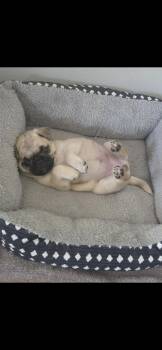 Ivy -  Pug Dog for Adoption in New Haven, Connecticut - Ivy | PetCurious