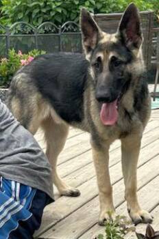 SEBASTIAN -  German Shepherd Dog Dog for Adoption in Rossford, Ohio - SEBASTIAN | PetCurious